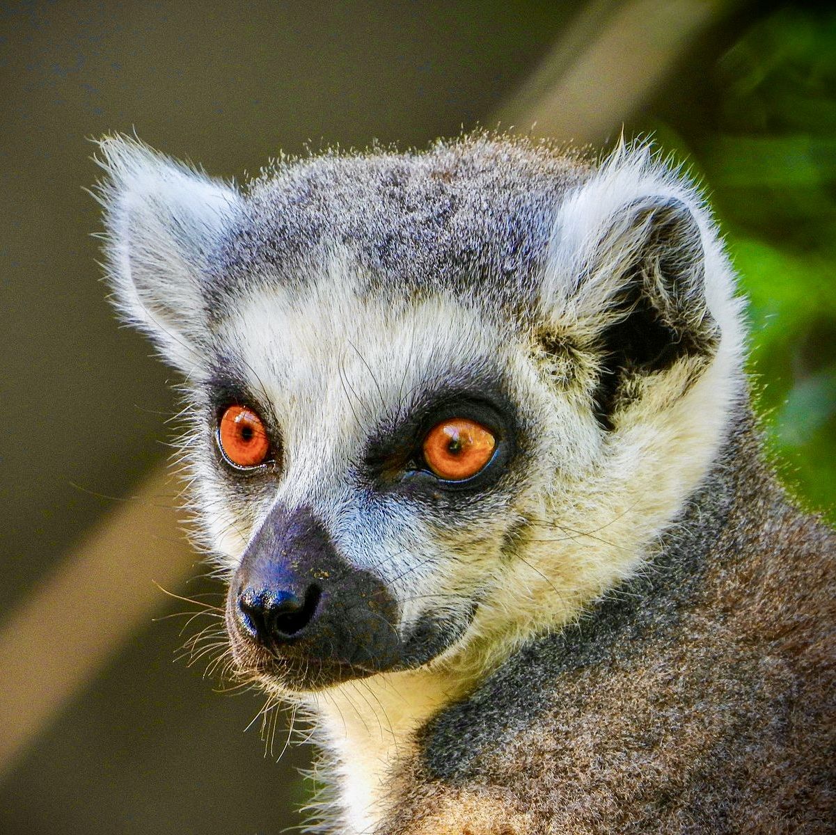 foto de lemure